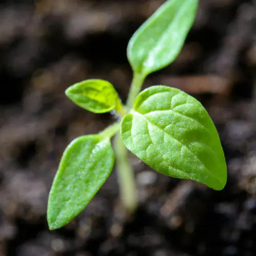 A beautiful plant 2